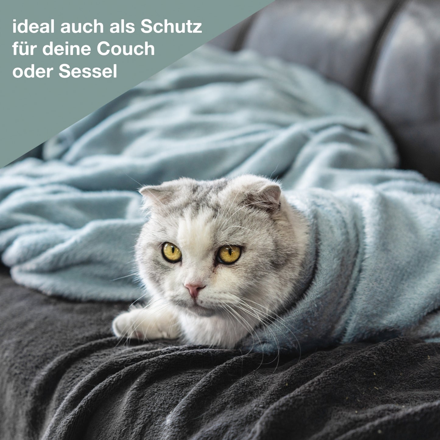 Katze mit Decke von wolimbo auf Sofa